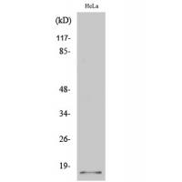 p14ARF Polyclonal Antibody