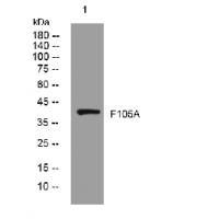 F105A rabbit pAb