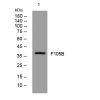 F105B rabbit pAb