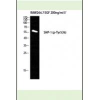 SHP-1(Phospho-Tyr536) Antibody