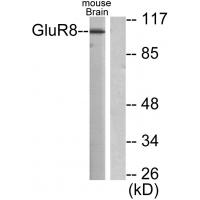 GRM8 Antibody