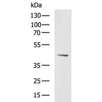 HCAR2 Antibody