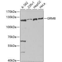 GRM8 antibody