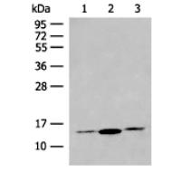 HBB Antibody