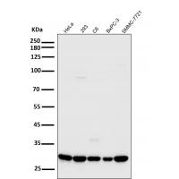 Cdk2 Rabbit mAb