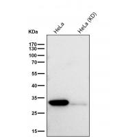 Cdk2 Rabbit mAb