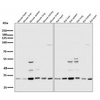 Cdk2 Rabbit mAb