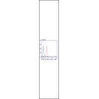 CCR2 Rabbit mAb