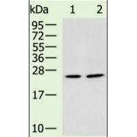 GZMH Antibody