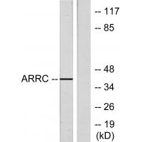 ARR3 Polyclonal Antibody