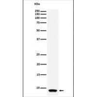 ATP Synthase C Rabbit mAb