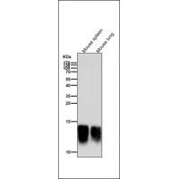 Secretory Phospholipase A2 Rabbit mAb