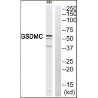 GSDMC Rabbit Polyclonal Antibody