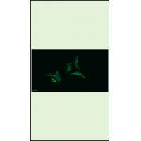 GSDMC Rabbit Polyclonal Antibody