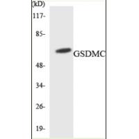 GSDMC Rabbit Polyclonal Antibody