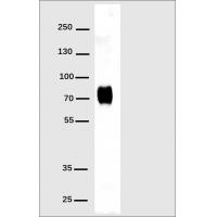 Anti-His Tag Antibody(DM1), Rabbit mAb