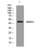 SEMG1 rabbit pAb