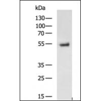 PGA3/PGA4/PGA5 antibody