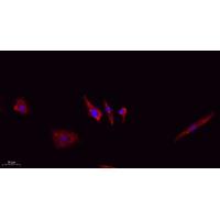 Claudin-5 Polyclonal Antibody