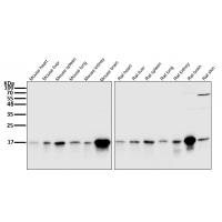 LC3B Rabbit mAb