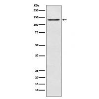 MGEA5 Rabbit mAb