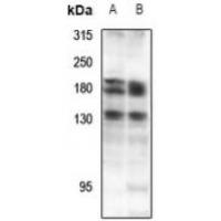 DZIP3 Antibody