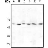 GABRG1 Antibody