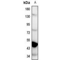 GPR137C Antibody