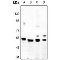 GPR180 Antibody