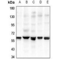 GPR37L1 Antibody