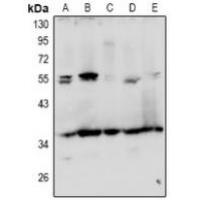 GRTP1 Antibody