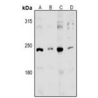 MED13L Antibody