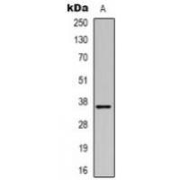 MRGX3 Antibody