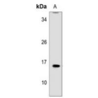 MRPL41 Antibody