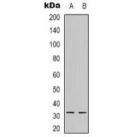 MTIF3 Antibody