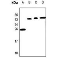 PP15 Antibody