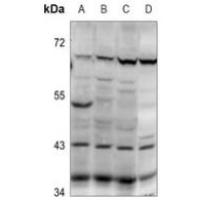 PABPC5 Antibody