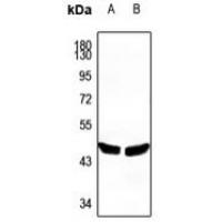 PLA1A Antibody