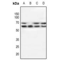 POTEG Antibody