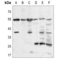 GPR10 Antibody