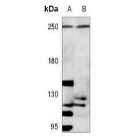 p220 Antibody