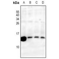 RPS27L Antibody