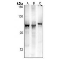 GPR106 Antibody