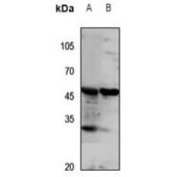 GPR172A Antibody