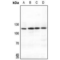 SUPT16H Antibody