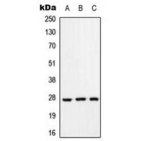 RAB33A Antibody