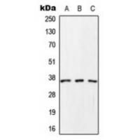 SCAMP1 Antibody