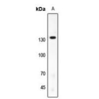 SAP130 Antibody