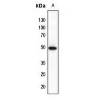 FNTB Antibody