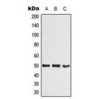 SHARP1 Antibody